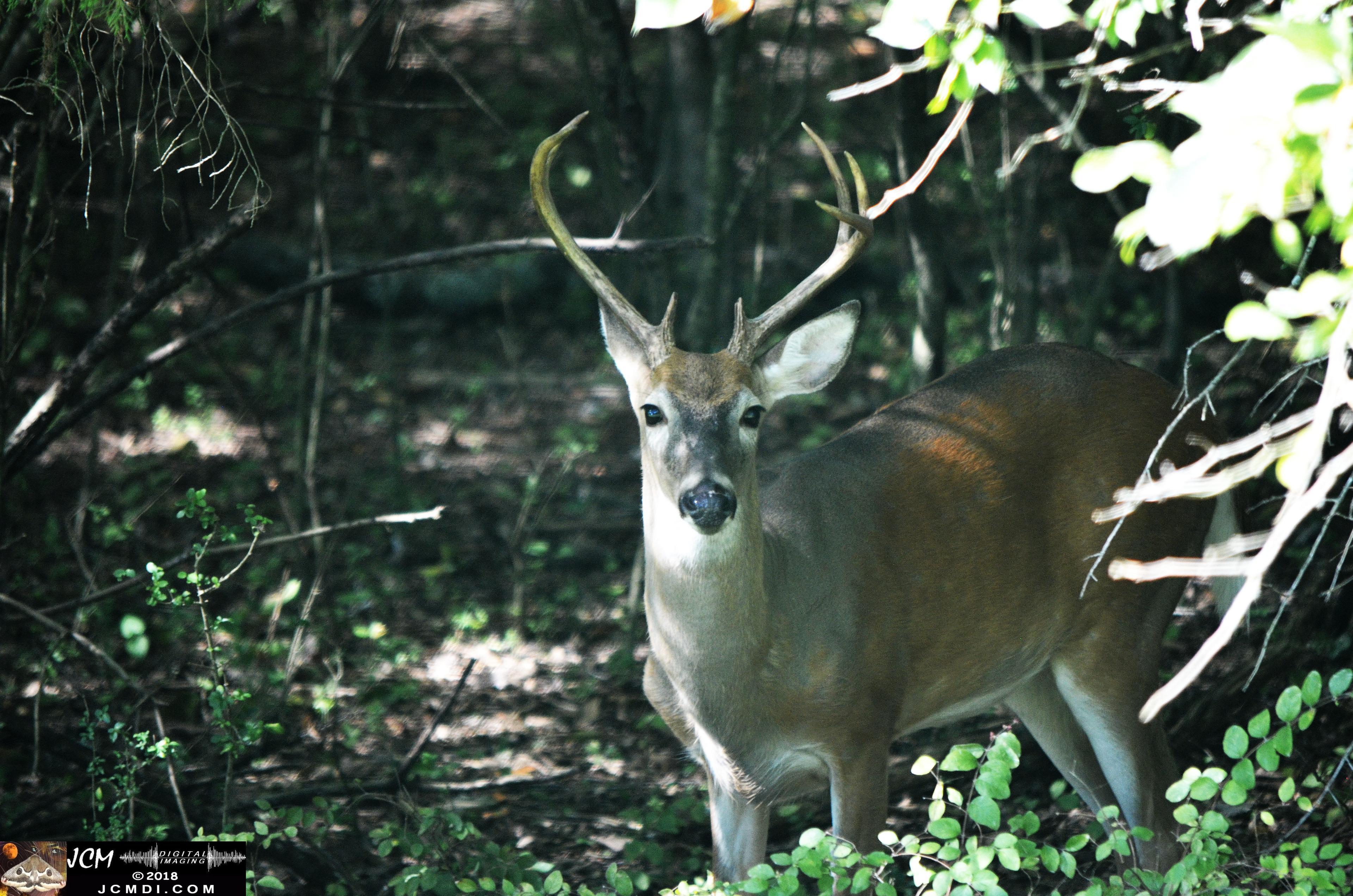A Buck in the Woods at Old Hickory Lake TN